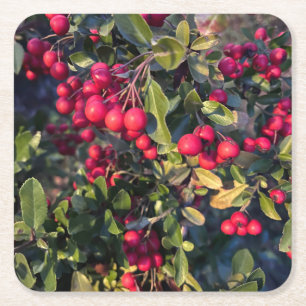 Porta-copo De Papel Quadrado Fruta de outono