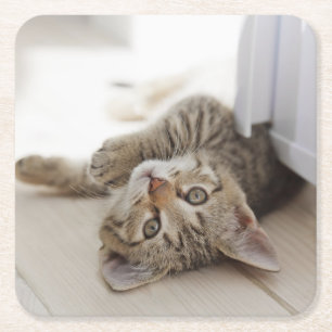 Porta-copo De Papel Quadrado Gatinho pequeno bonito