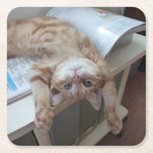 Porta-copo De Papel Quadrado Gatinho que relaxa