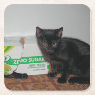 Porta-copo De Papel Quadrado Gatinhos