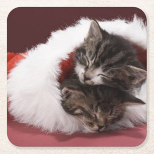 Porta-copo De Papel Quadrado Gatinhos adormecidos junto no chapéu do Natal