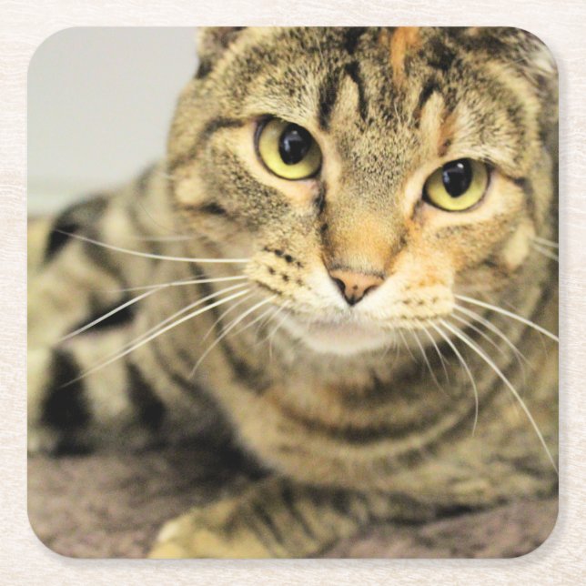 Porta-copo De Papel Quadrado Gato (Frente)