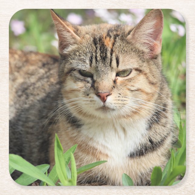 Porta-copo De Papel Quadrado Gato (Frente)