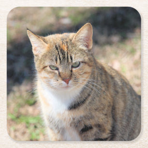 Porta-copo De Papel Quadrado Gato