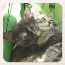 Gatos fofos se aconchegando