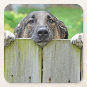 Porta-copo De Papel Quadrado German shepherd a olhar para a cerca