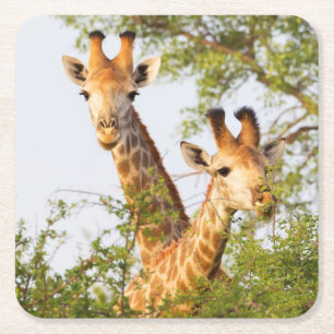 Porta-copo De Papel Quadrado Girafas Espiando Acima da Vegetação