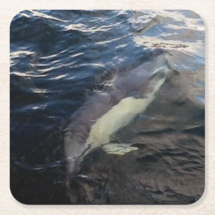 Porta-copo De Papel Quadrado Golfinho Comum Nadar Oceano Vida Selvagem Azul Mar