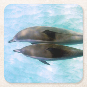 Porta-copo De Papel Quadrado Golfinhos do girador   Oahu Havaí