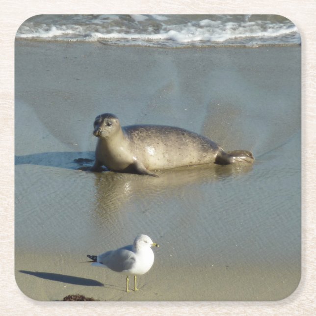 Porta-copo De Papel Quadrado Harbor Seal em La Jolla California (Frente)
