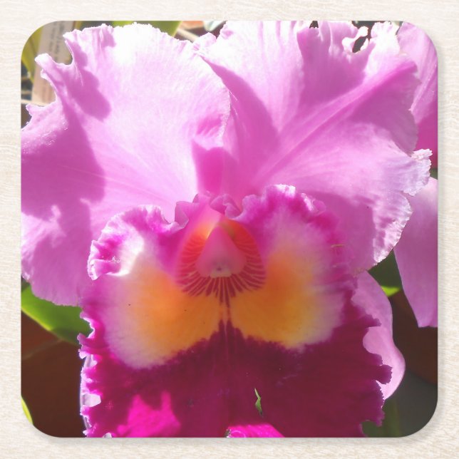 Porta-copo De Papel Quadrado Harlinde (Frente)