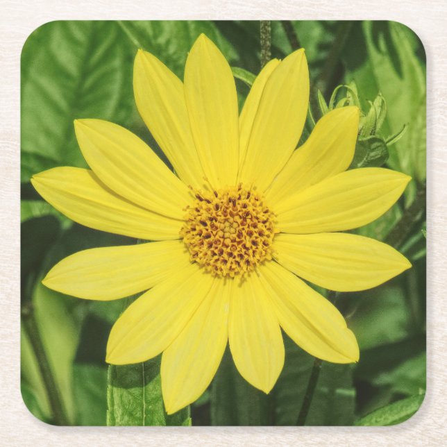 Porta-copo De Papel Quadrado Helianthus 'Lemon Queen' Girassol (Frente)