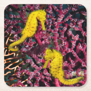 Porta-copo De Papel Quadrado Hipocampo comum Taeniopterus do cavalo de mar