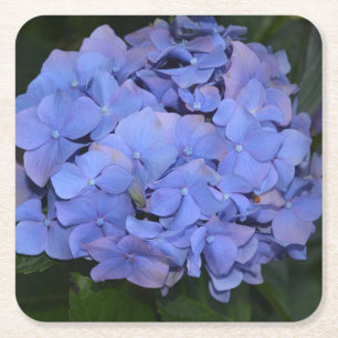 Porta-copo De Papel Quadrado Hortênsia Rustica Roxa Hydrangea macrophylla