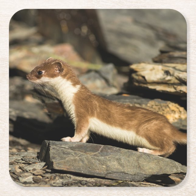 Porta-copo De Papel Quadrado Hunting Weasel (Frente)