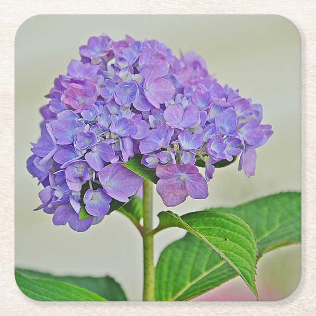 Porta-copo De Papel Quadrado Hydrangea Blossom Party Porta copos (Frente)