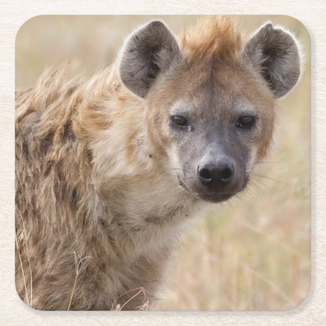 Porta-copo De Papel Quadrado Hyena (Frente)
