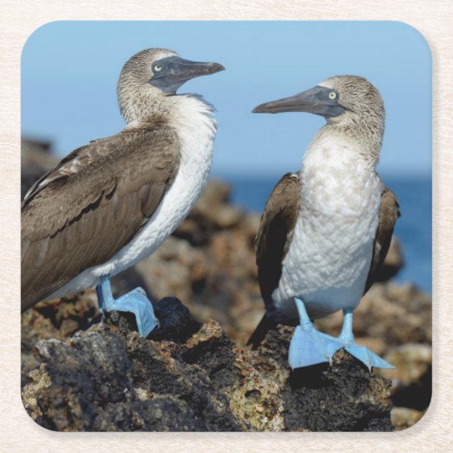 Porta-copo De Papel Quadrado Ilhas Galápagos, Ilha Isabela (Frente)