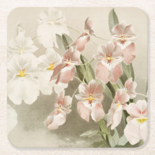 Porta-copo De Papel Quadrado Ilustração Antiga do Flor das Orquídeas Brancas