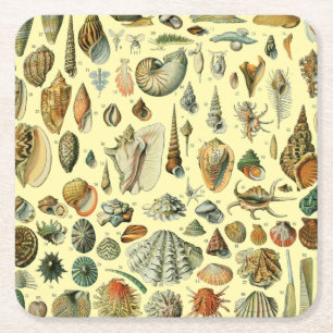 Porta-copo De Papel Quadrado Impressão de Conchas Vintage Adolphe Millot Costei