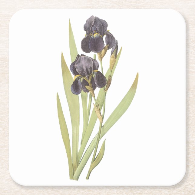 Porta-copo De Papel Quadrado íris com barba (Iris germanica) por Redouté (Frente)