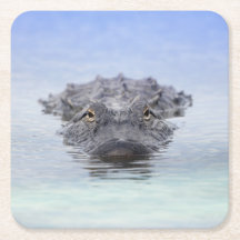 Jacaré Americano – Lake Apopka Wildlife Drive