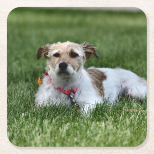 Porta-copo De Papel Quadrado Jack