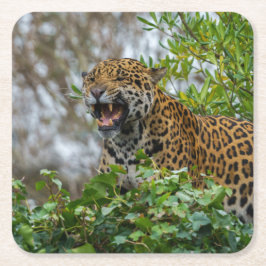 Porta-copo De Papel Quadrado Jaguar Growth
