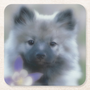 Porta-copo De Papel Quadrado Keeshond e Columbine - Fotografia de Cães