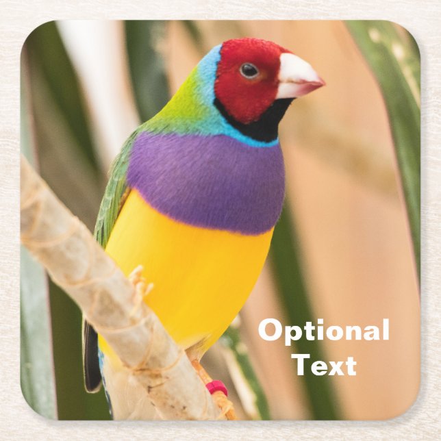 Porta-copo De Papel Quadrado Lady Gouldian Finch (Frente)