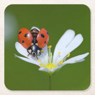 Porta-copo De Papel Quadrado Ladybug muito Legal em uma Flor
