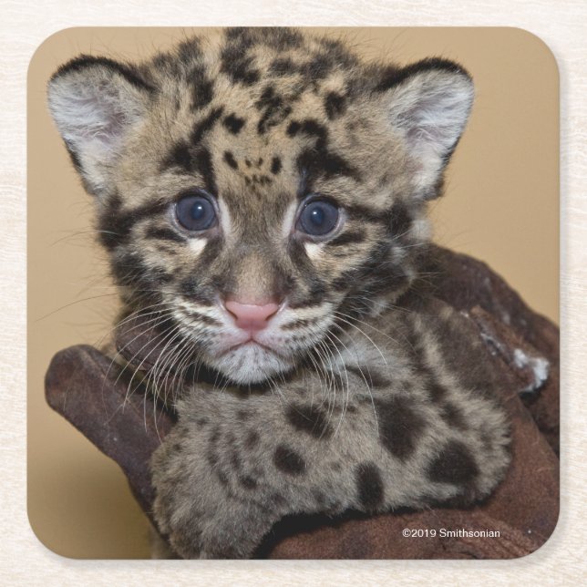 Porta-copo De Papel Quadrado Leopardo nublado Cub (Frente)