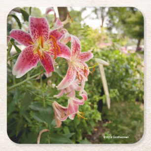 Porta-copo De Papel Quadrado Lillies cor-de-rosa