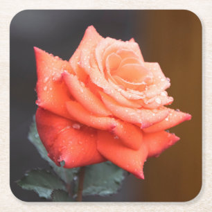Porta-copo De Papel Quadrado Linda Flor de Rosa Vermelha / Pêssego com Gotícula