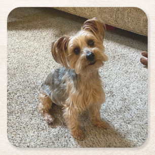 Porta-copo De Papel Quadrado Lindo Cão Westie / Yorkie para Derreter seu Coraçã