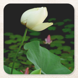 Porta-copo De Papel Quadrado Lotus Water Lily