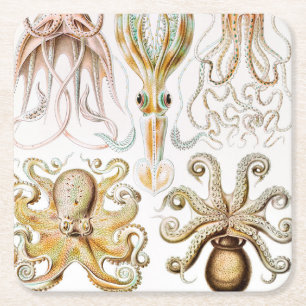 Porta-copo De Papel Quadrado Lula polvo, Gamochonia por Ernst Haeckel