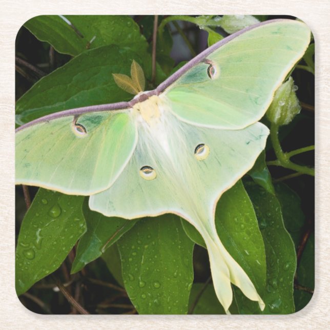Porta-copo De Papel Quadrado Luna Moth sobre Carnaby Clematis (Frente)