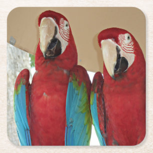 Porta-copo De Papel Quadrado Macacos Verdes Azuis Vermelhos (Papagaios)