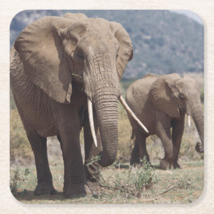 Porta-copo De Papel Quadrado Mãe elefante andando com filhote de elefante