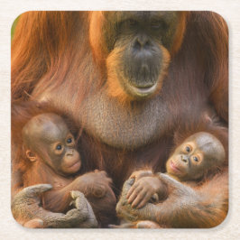 Porta-copo De Papel Quadrado Mãe Orangutan Segurando Dois Bebês