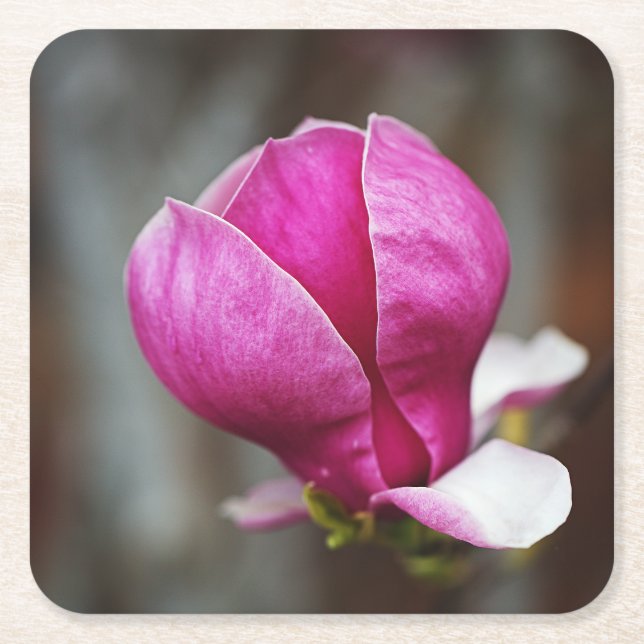 Porta-copo De Papel Quadrado Magnolia Pink Full Bloom (Frente)