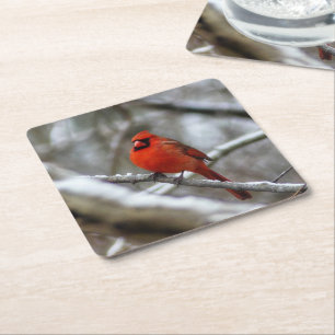 Porta-copo De Papel Quadrado Male Cardinal
