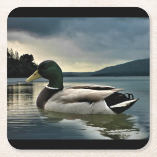 Porta-copo De Papel Quadrado Mallard Duck No Lago