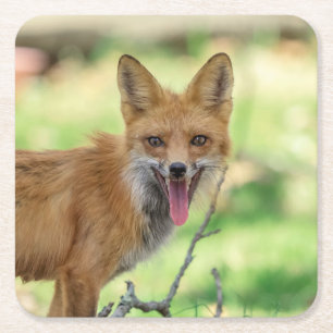 Porta-copo De Papel Quadrado Mama Fox no Vale do Hudson