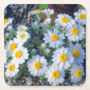 Porta-copo De Papel Quadrado Margaridas Lanudas Flores Silvestres