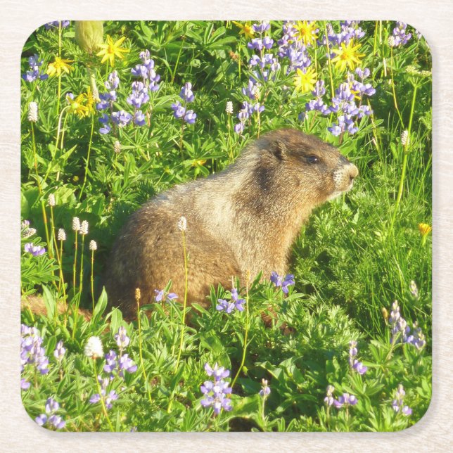 Porta-copo De Papel Quadrado Marmot no Monte Rainier Wildflower (Frente)