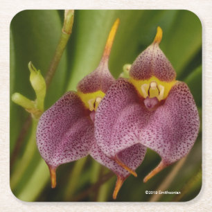 Porta-copo De Papel Quadrado Masdevallia