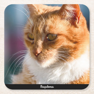 Porta-copo De Papel Quadrado Maspalomas Cat