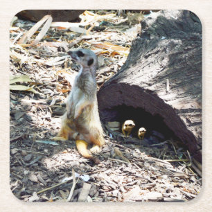Porta-copo De Papel Quadrado Meerkat Mãe Com Seus Filhos, Portas copos De Fest